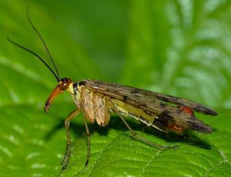 Scorpionflies - Family Panorpidae