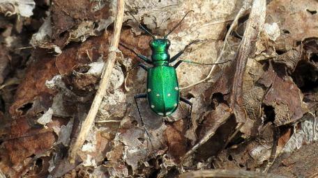 Tiger Beetles - Subfamily Cicindelinae