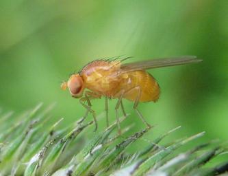 Pomace Flies - Family Drosophilidae