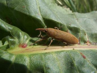 Snout Beetles - Family Curculionidae
