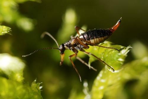 Snow Scorpionflies - Family Boreidae