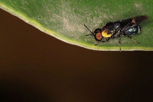 Soldier Flies - Family Stratiomyidae