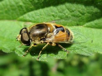 Syrphid Flies - Family Syprhidae