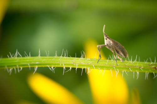 Planthoppers - Family Fulgoridae