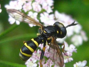 Thickheaded flies - Family Conopidae 