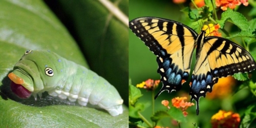 Tiger Swallowtail & Junior - Papilionidae Family