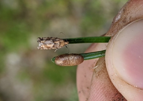 Spruce Bud Moths - Family Tortricidae