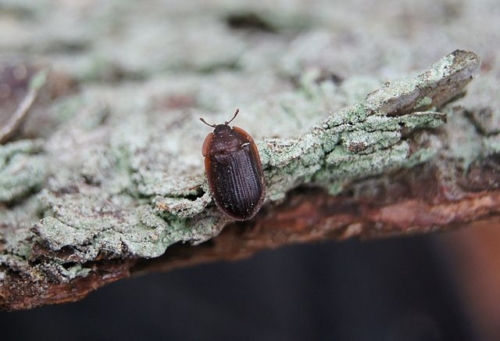 Bark-Gnawing Beetles – Family Trogossitidae