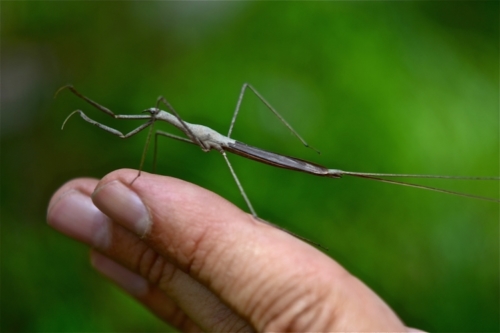 Water Scorpions – Family Nepidae