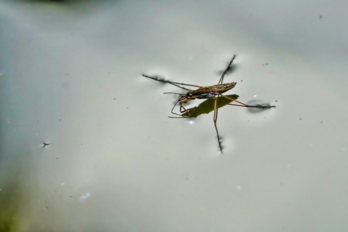 Water Strider Bugs – Family Gerridae