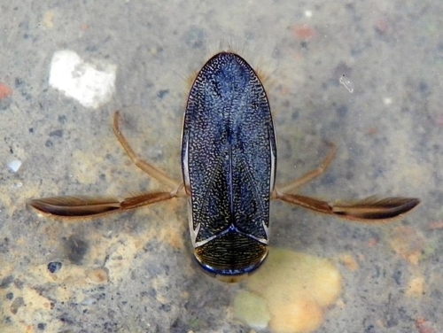 Water Boatman Bug – Family Corixidae