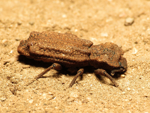 Ironclad Beetles - Family Zopheridae