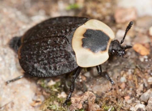 Carrion Beetles – Family Silphidae