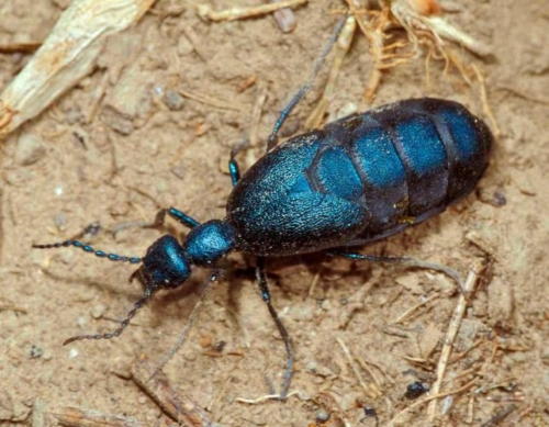 Blister Beetles - Family Meloidae