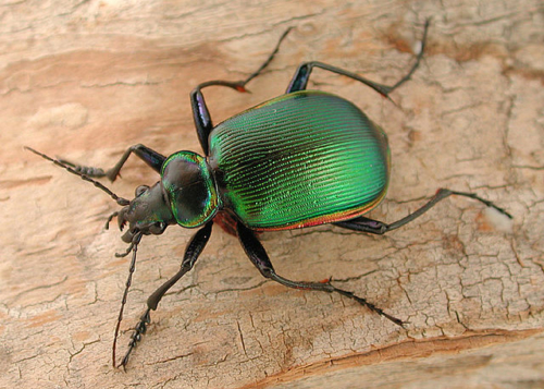 Ground Beetles – Family Carabidae