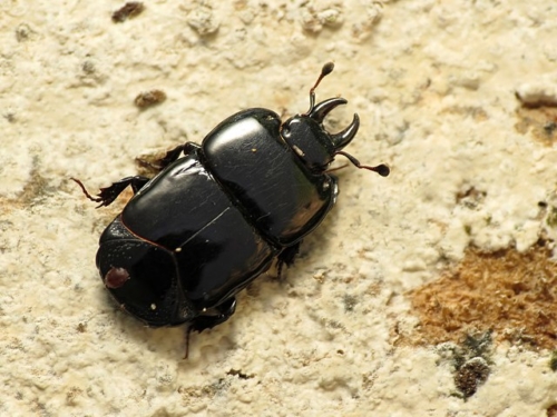 Clown Beetles – Family Histeridae