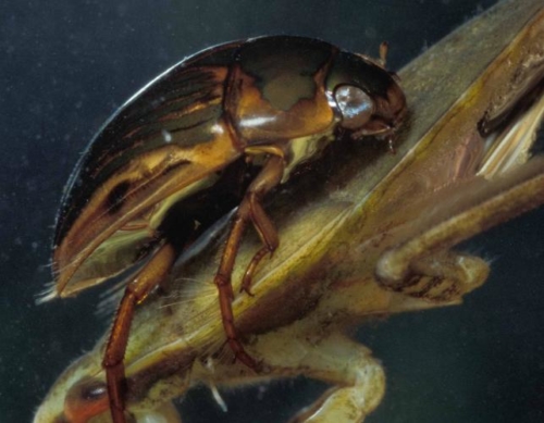 Water Scavenger Beetles – Family Hydrophilidae