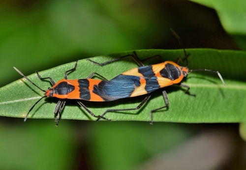 Seed bugs – Family Lygadeidae