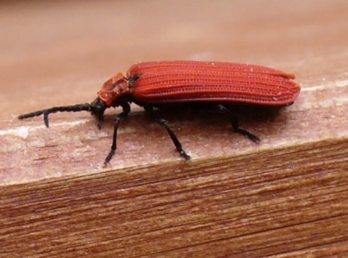 Net-Winged Beetles – Family Lycidae