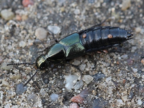 Rove Beetles – Family Staphylinidae