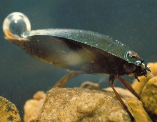 Whirligig Beetles - Family Gyrinidae