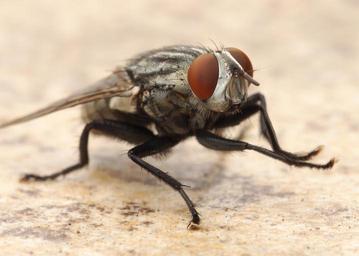 House Flies - Family Muscidae