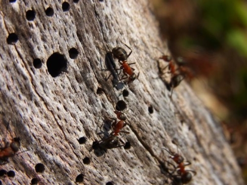 Red Wood Ants - Family Formicidae