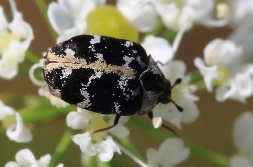 Dermestid Beetles – Family Cantharidae