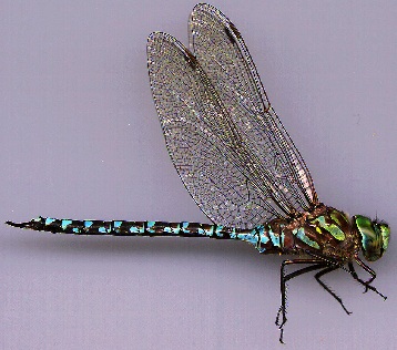 Canada Darner (Aeshna canadensis)