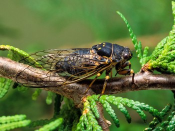 Cicadas – Family Cicadidae