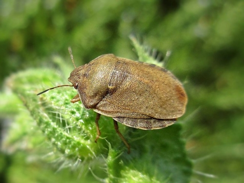 Jewel Bugs – Family Scutelleridae