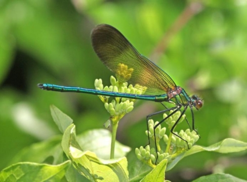 Jewelwing (Calopteryx maculata)