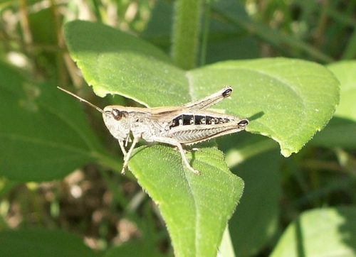 Marsh Meadow Grasshopper (Chorthippus curtipennis)