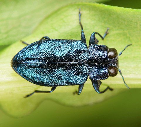 Metallic Wood-Boring Beetles – Family Buprestidae