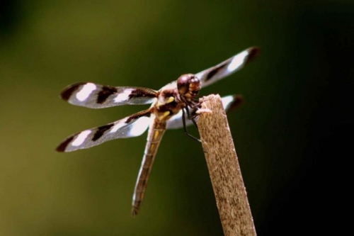 Twelve-spotted Skimmer (Libellula pulchella)