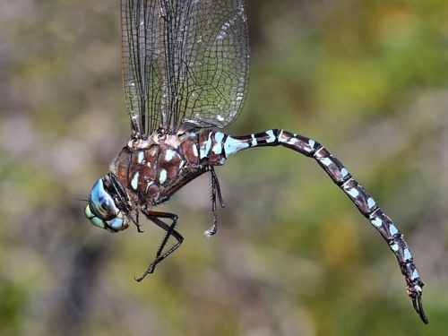 Variable Darner (Aeshna interrupta)