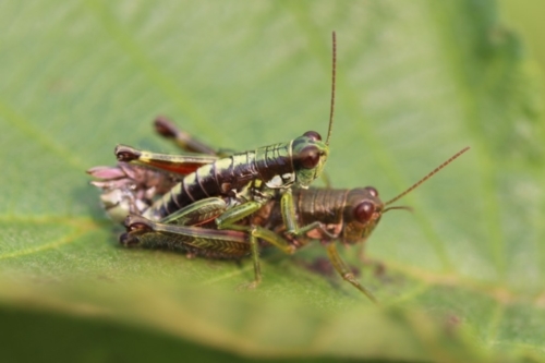 Wingless Mountain Grasshopper (Booneacris glacialis)