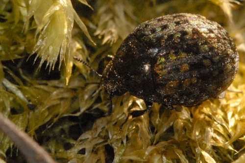 Pill Beetles – Family Byrrhidae