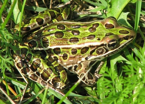 Northern Leopard Frog (Lithobates pipiens) 